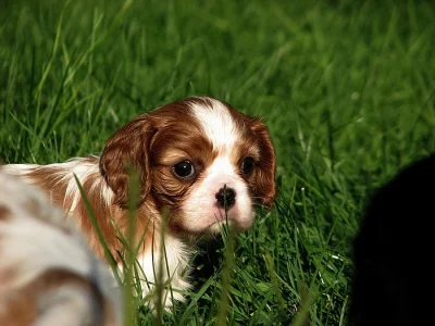 Kavalír King Charles španěl